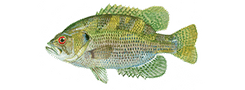 Rock Bass
